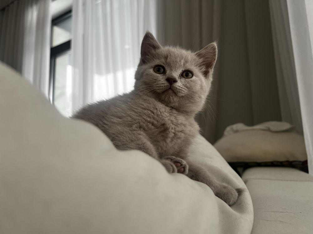 Британский котенок мальчик