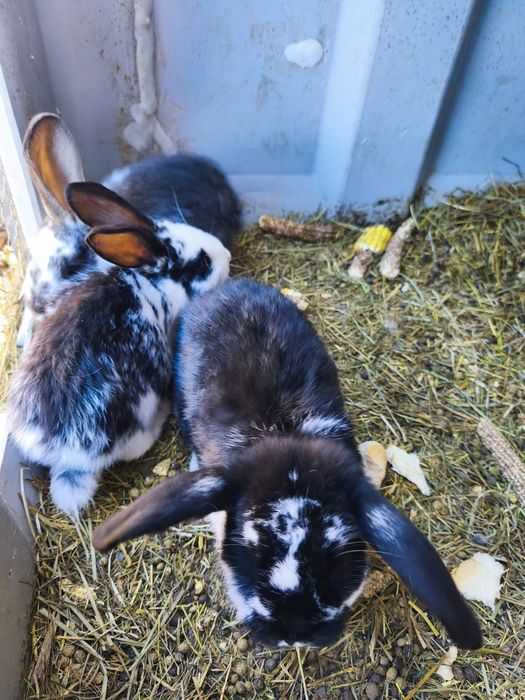 Vând o iepuroaica și trei iepuri