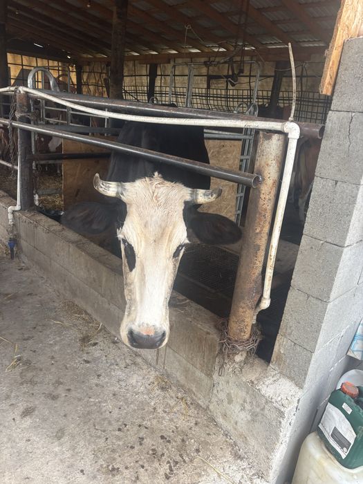 Vaca baltata romaneasca pe negru