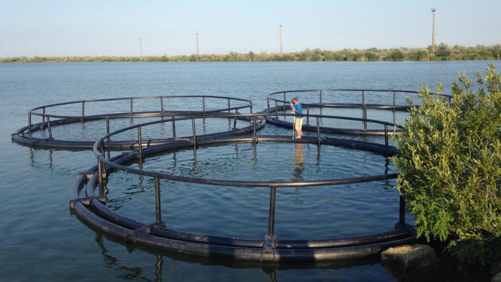 Pastrav curcubeu viu