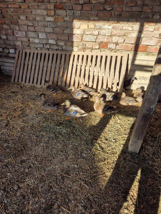 Rațe sălbatice 2025