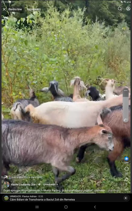 Vând 8 capre bune de lapte