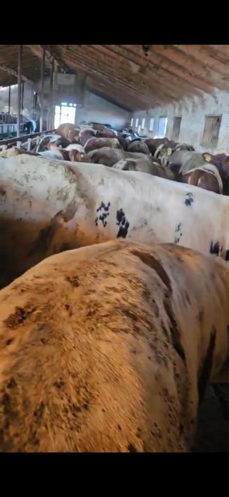 Disponibili in stoc 80 de vitei