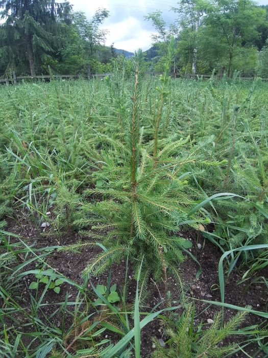 Puieti molid argintiu mariana-Picea mariana, SUA