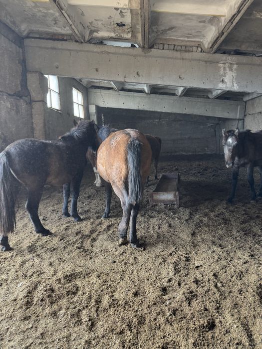 Согым откормленых лощадей