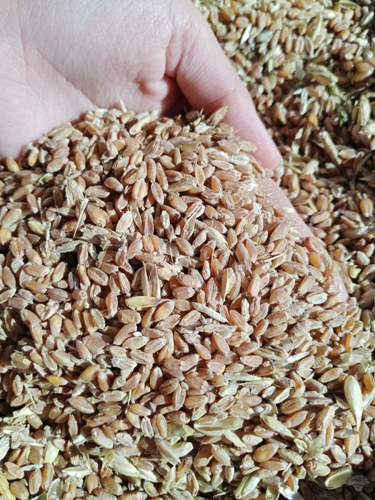 Продам зерно, сечка в мешках ,продам  зерно , сечка