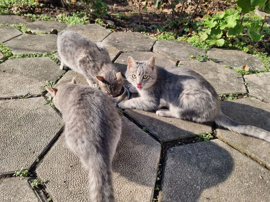 Подарявам котенца на 5 месеца