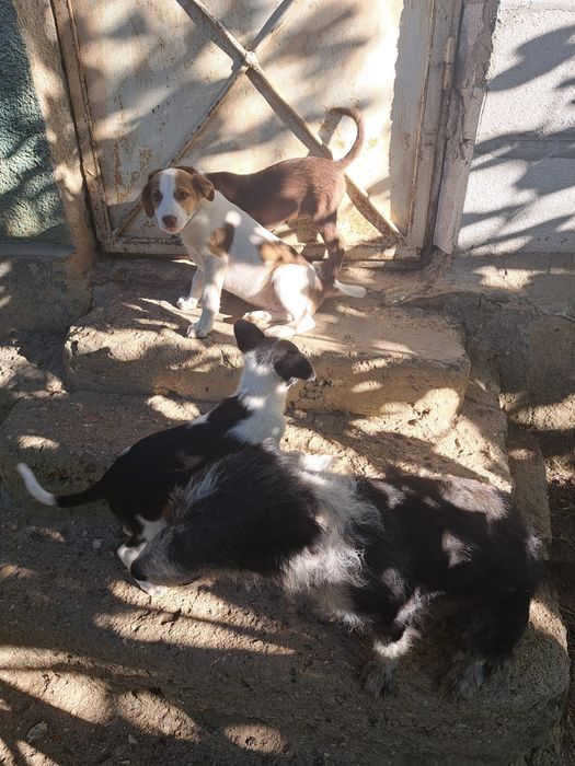Căței pentru adopție