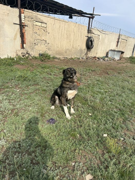 Продам алабай еркек