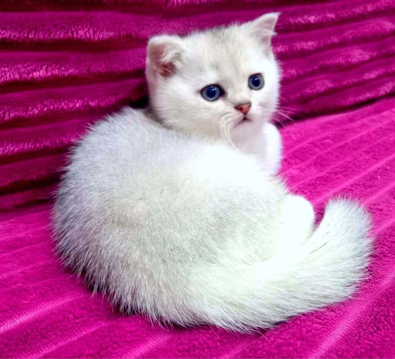 Шотланский скоттиш фолд!