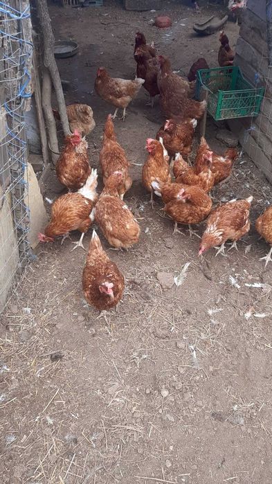 Продавам кокошки