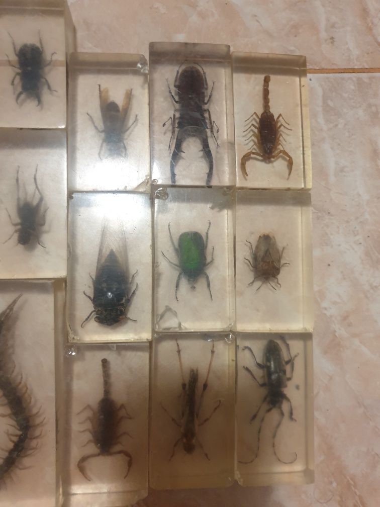 Scorpion și viespie ucigașă gandaci lacuste în plastic