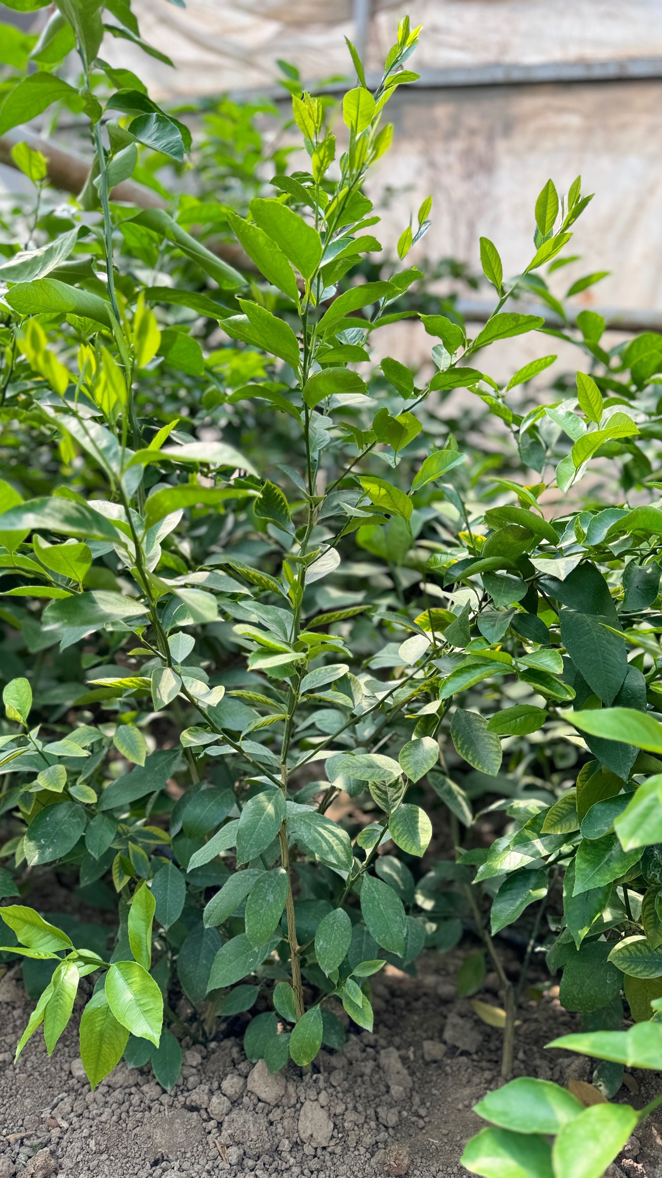 Limon koʻchat 3-4 yillik hosilga kirgan va kirmaganlari bor