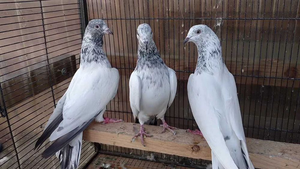 Голуби пакистанские