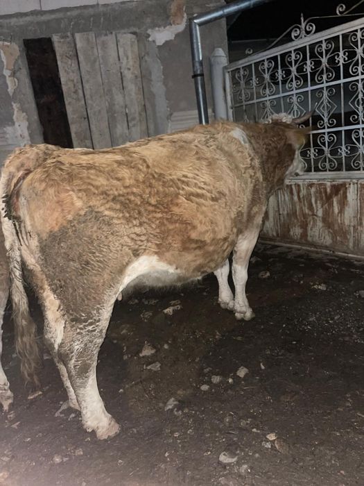 Vând vacă gestantă