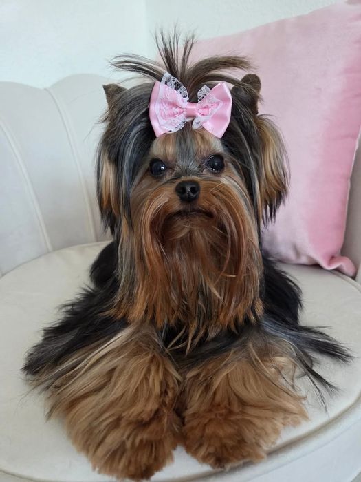 Йоркширски териер мини йорки