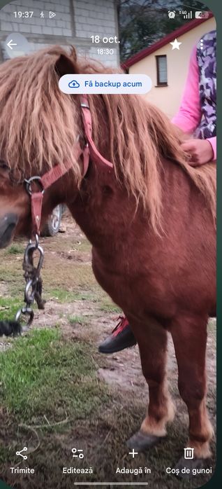 Vând ponei armăsar de 7 ani