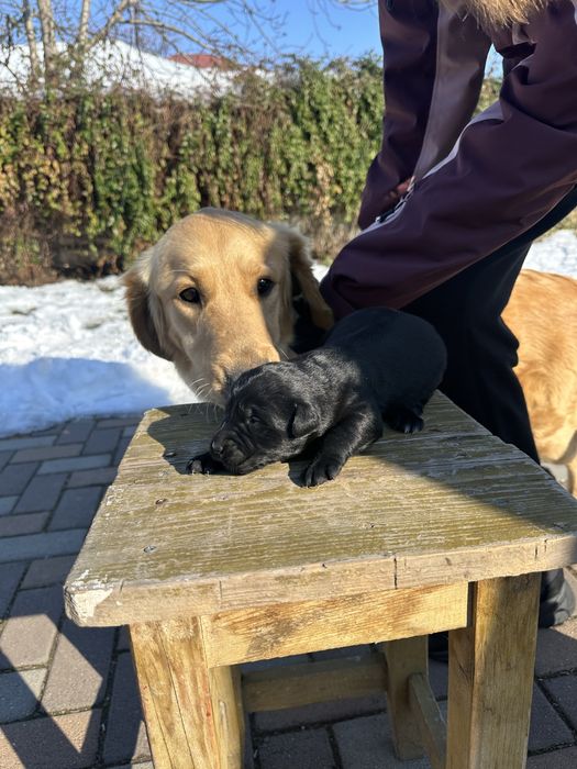 pui de adoptat (metis golden retriever