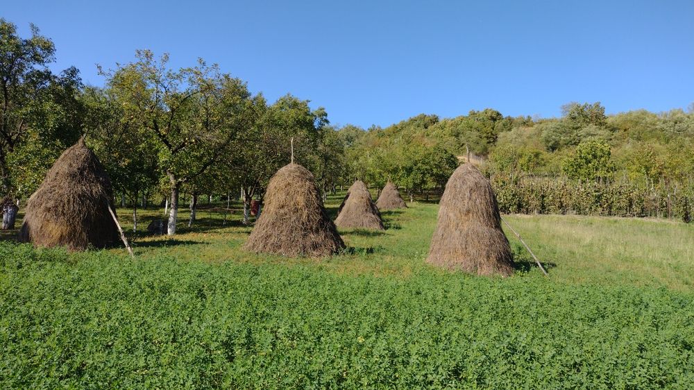 Vând fân de grădină