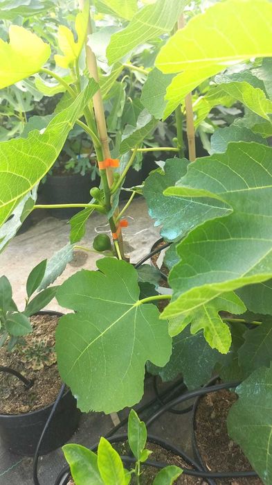 Plante ornamentale și fructiferi – Transformă-ți grădina cu noi!