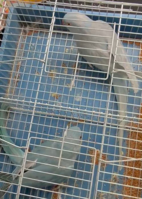 Papagali Micul Alexander