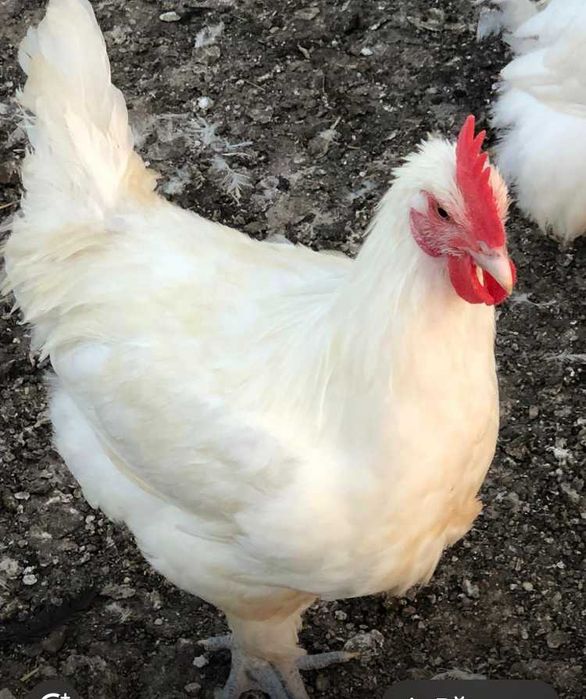 Vand gaini la bresse , puicute si cocosi au 4 luni.