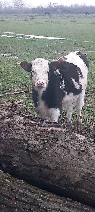 viței de la 3 la 5 luni 3bucăți vitele toate.