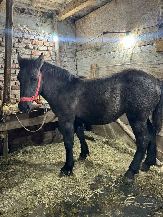 Mânză sură de vanzare