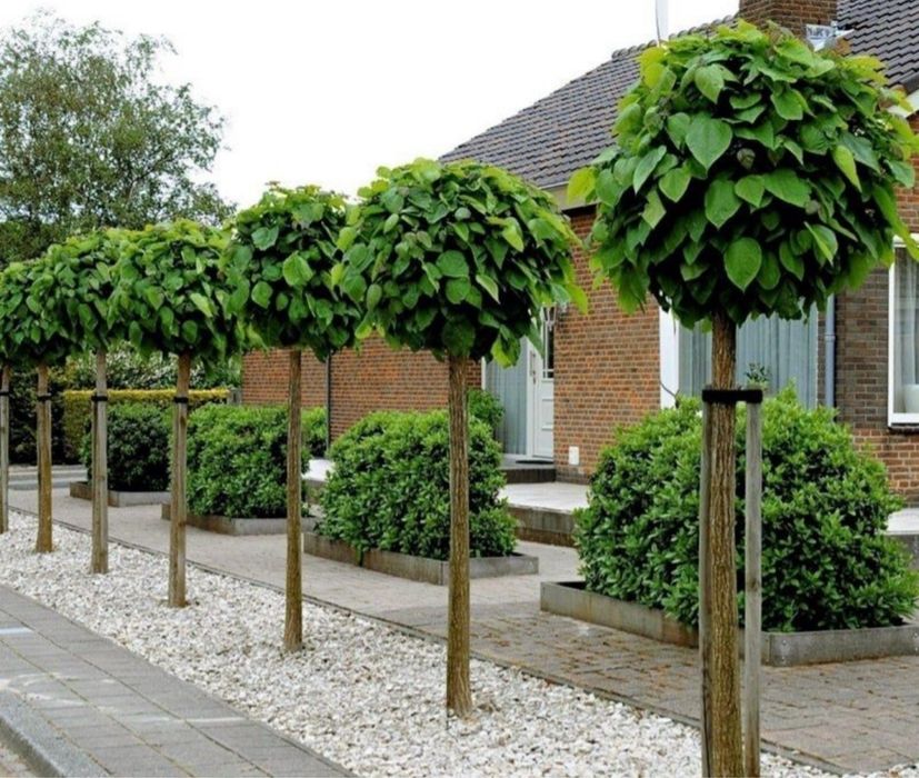 Plante ornamentale orice specie si dimensiune