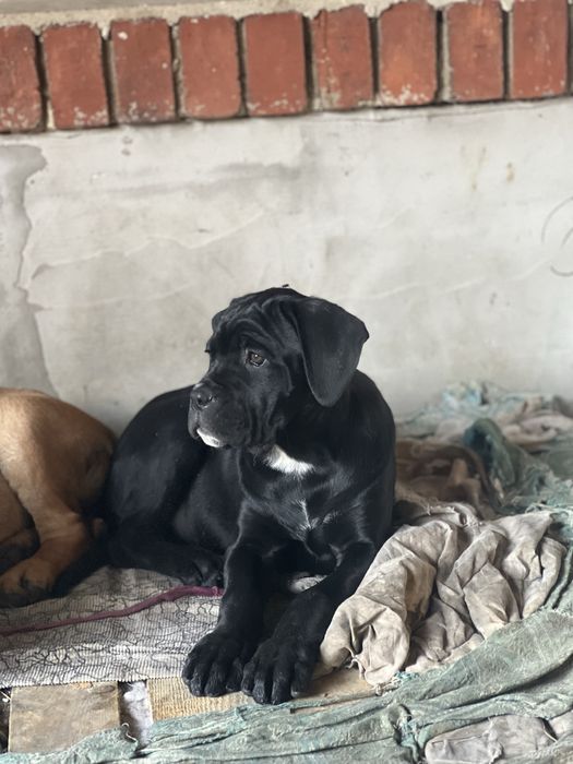 Кане Корсо.