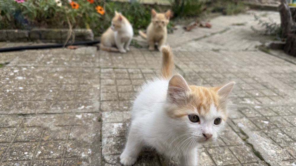 Подарявям котенца