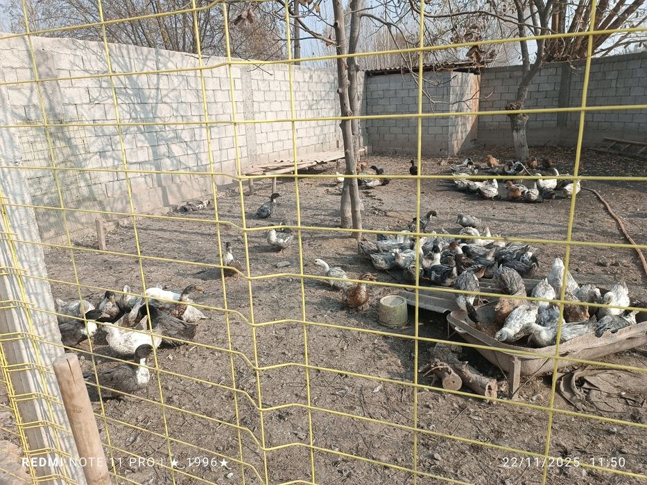 Favorit oʻrdaklar sotiladi