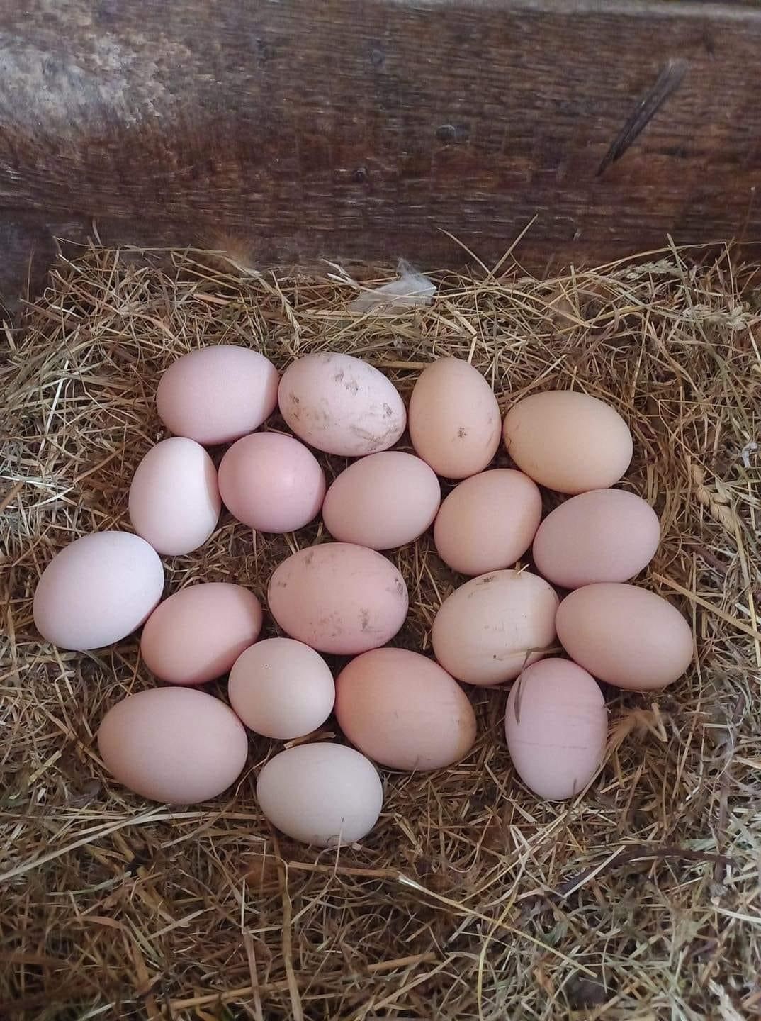 Vindem oua de găină crescute natural!!!