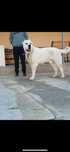 Alabay (toza Alabay) 1 yoshda