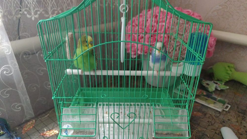 Продам два попугая с клеткой