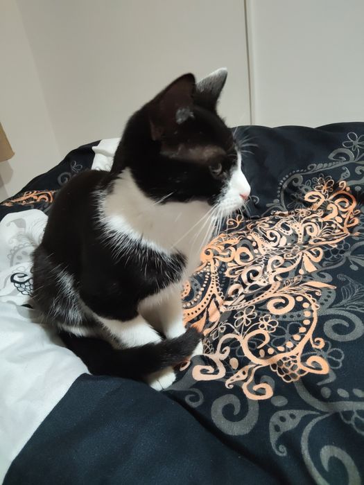 Pisică și motănel