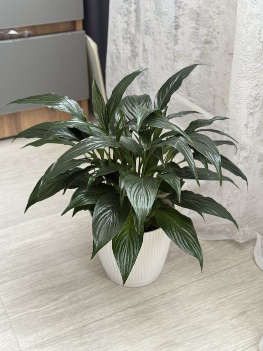 Хлорофитум, сциндапсус, эпипремнум, спатифиллум