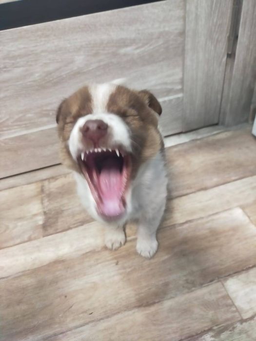 Дарю щенят от  дстойного кабеля