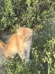 Котенок бесплатно