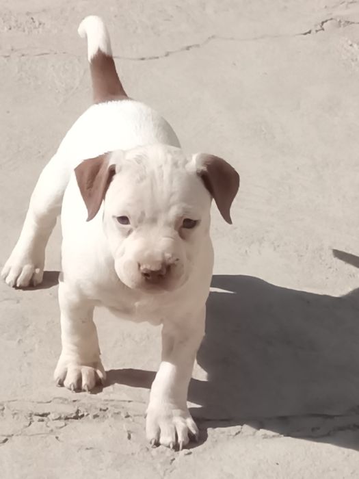 Питбуль боласи сотилади ургочи