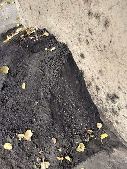 Ko'mir xokasi ( kukuni)