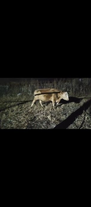 Продам стельную коровы отель февраль. Можно на закол. Есть доставка по