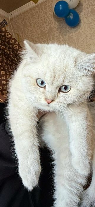 British Shorthair Chinchilla