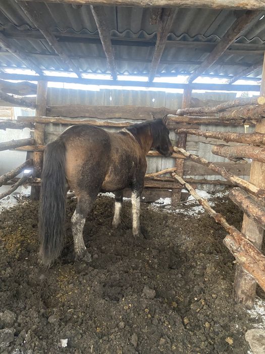 Продам кобылу на откорме