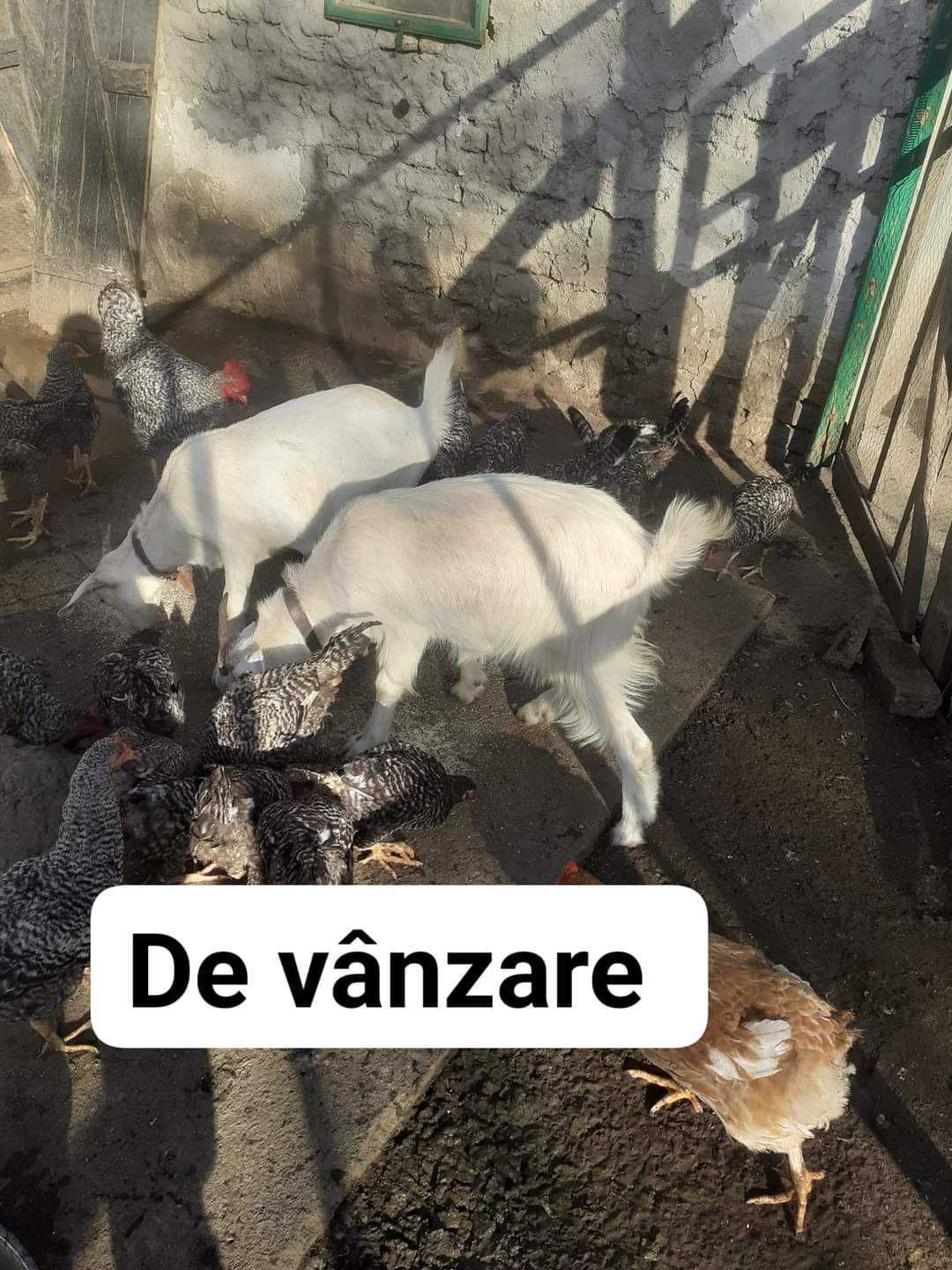 Capre de vânzare