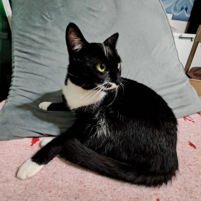 Adoptie pisica neagra Andra