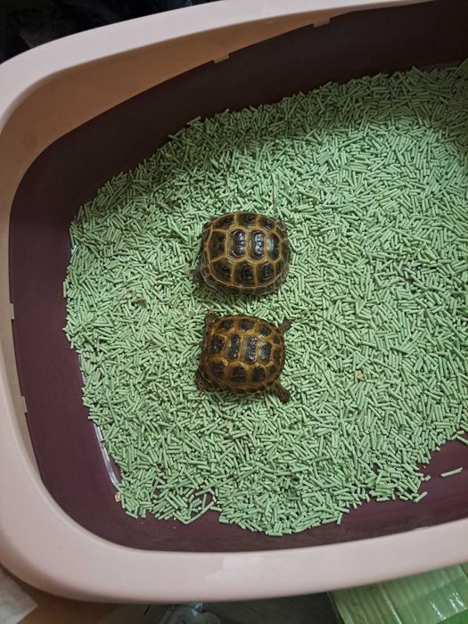 Toshbaqa черепаха 24/7