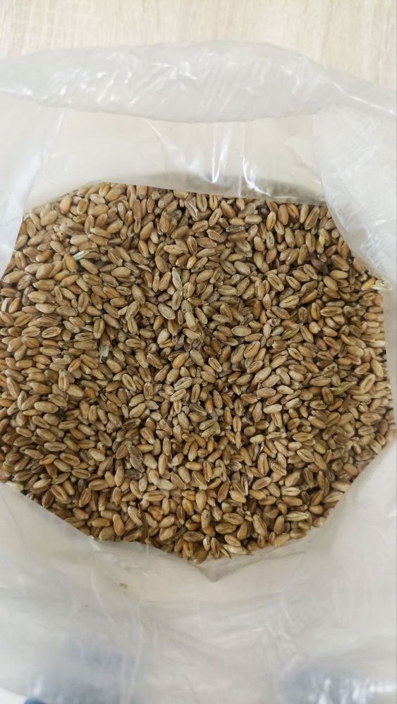 Продам пшеницу чистую