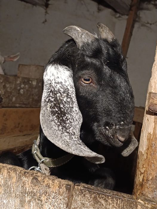 Țap anglonubian apt de montă