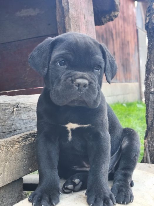 Vand pui cane corso